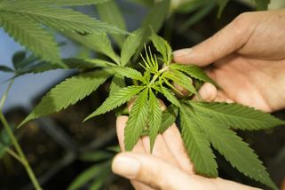 Legalizace marihuany v Německu žádný dopad na černý trh neměla - Novinky